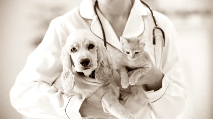 Veterinária